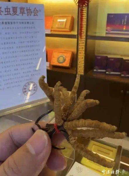 人工种植的冬虫夏草究竟是“仙草”还是“妖草”？ (图7)